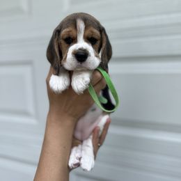 Beagle Puppies from Banashko's Beagles