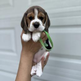 Beagle Puppies from Banashko's Beagles