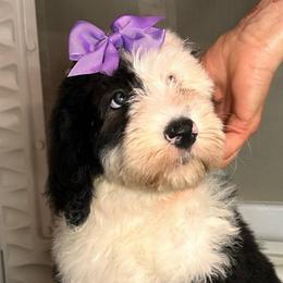 CHEESECAKE - Black and white female Sheepadoodle puppy in Riverside, California from Downtown Doodles & Frenchies