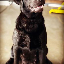 Roxy - Black female Labrador Retriever puppy in Carmichael, California from Red Barn Family Labs