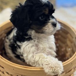 Cavapoo and Shihpoo Puppies from Haus of Doodles