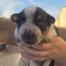 Boy 3 - male Australian Cattle Dog puppy in North Las Vegas, Nevada from Wild Sage Cattle Dogs