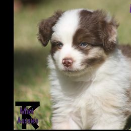 Miniature Australian Shepherd and Toy Australian Shepherd Puppies from TK Mini Aussies