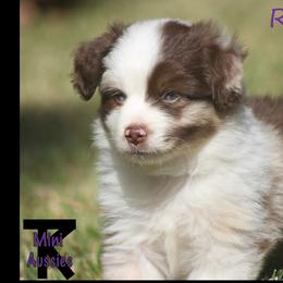 Miniature Australian Shepherd and Toy Australian Shepherd Puppies from TK Mini Aussies