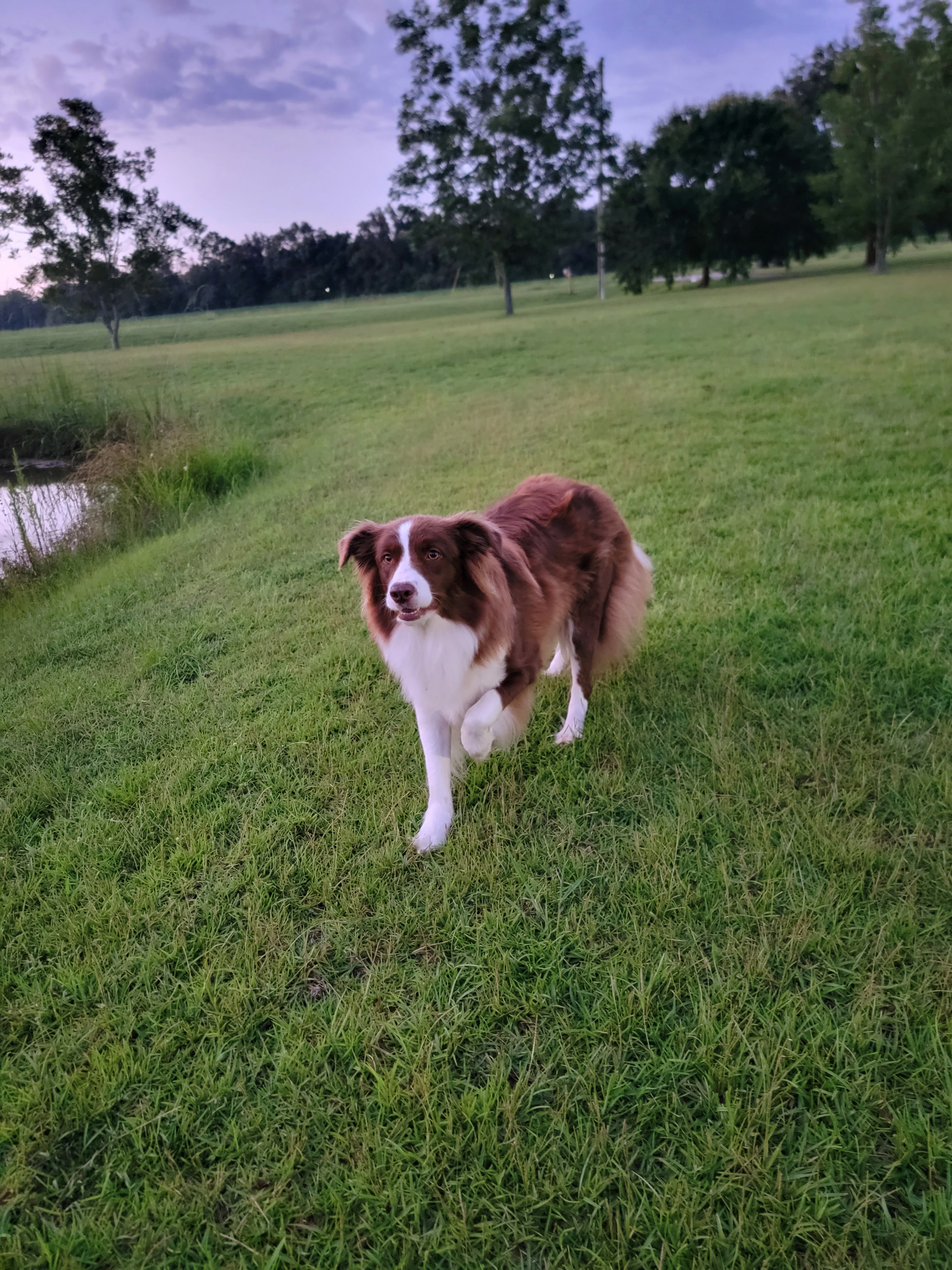 Luna - Border Collie