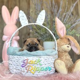 Three's Company, Jack Ripper - Blue fawn male French Bulldog puppy in Salem, Oregon from Toy House Frenchies