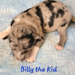 Billy the Kid - Blue merle male Aussiedoodle puppy in Boonville, North Carolina from Branch Creek kennels