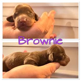 Brownie - Chocolate female Dachshund puppy in Aragon, Georgia from Daschunds Unlimited