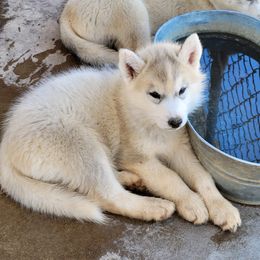 Bella - Gray and white Siberian Husky puppy in Sun Valley, Nevada from Arcticgrace Siberians