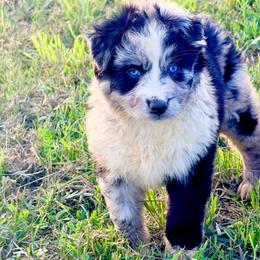 Ember - Blue merle female Australian Shepherd puppy in Mineral Wells, Texas from A6 Australian Shepards