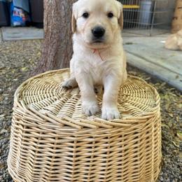 Golden Retriever Puppies from Wishaw Whisky Golden Retrievers