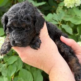 Dolley Madison - Phantom female Poodle puppy in Fairfield, North Carolina from Leaning T Ranch