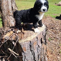Jenny - Black and white female Bernedoodle puppy in Lafayette, Alabama from Williams Lake Doodles