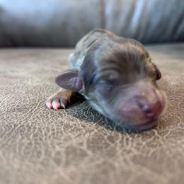 Oak - Dapple male Dachshund puppy in Spring Creek, Nevada from Hobby Horse Mini Doxies