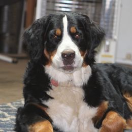Whisper - Bernese Mountain Dog