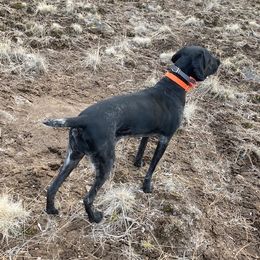 Aubrie - German Shorthaired Pointer