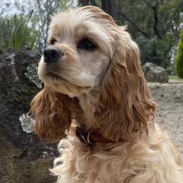 Cocker Spaniels from California Spaniels
