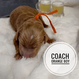 Coach - Red  male Goldendoodle puppy in Harrisburg, Oregon from Dolly’s Doods