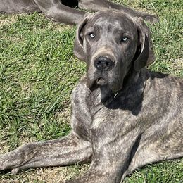 RHETT - Great Dane