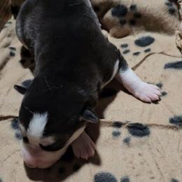 Boy 4 - Black and white male Siberian Husky puppy in Lake Arthur, Louisiana from Gingers Husky Mansion