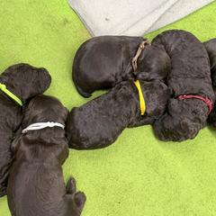 Boykin Spaniel Puppies from Sunstar Kennel