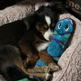 Miniature Australian Shepherd and Toy Australian Shepherd Puppies from Joshua Davis