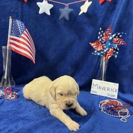 Golden Retriever Puppies from R & K Golden Acres LLC