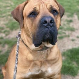 Boerboel All Grown Up from Cascade Boerboels