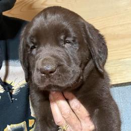 Hershey - Chocolate male Labrador Retriever puppy in Brandywine, Maryland from QVR Labradors and Leonbergers