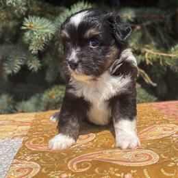 Moss - Black tri female Toy Australian Shepherd puppy in Quincy, Michigan from Ivy Meadows and Friends