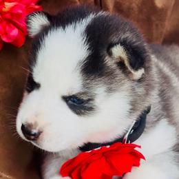 Nova - Black and white female Siberian Husky puppy in Atlanta, Georgia from Lobban Huskies