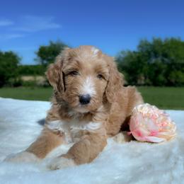 Morelle - Apricot female Goldendoodle puppy in Osage City, Kansas from Golden Ridge Goldens