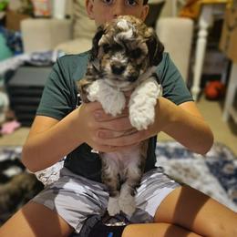 Gary Cooper - Chocolate brindle male Havanese puppy in Conroe, Texas from Puppies For A Purpose