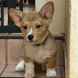 Girl Yellow Collar - Red female Pembroke Welsh Corgi puppy in Boonville, Indiana from M&J Country Kennels