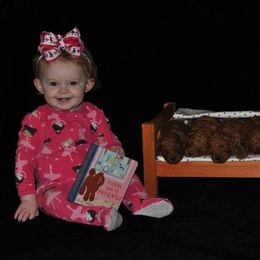 Poodle Puppies from Noblelee Kennel