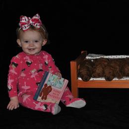 Poodle Puppies from Noblelee Kennel