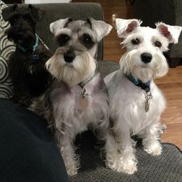 Miniature Schnauzers from Rebecca Gomez's Miniature Schnauzers