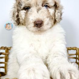 Aussiedoodle, Bernedoodle, and Goldendoodle Puppies from Dandy Doodle Ranch