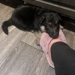 Boy 2 - Black and tan German Shepherd puppy in Austin, Texas from Vom Haus Roman