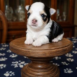LOKI - Parti male Yorkshire Terrier puppy in Michigan from TenderLittleCuties