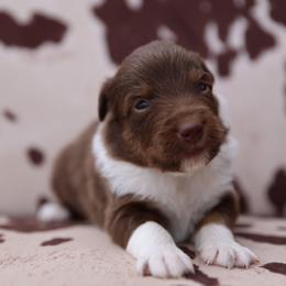 SPIDER - Red tri-color male Australian Shepherd puppy in Star City, Arkansas from Blush & Lace Aussie Co.