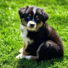 Cedar - Black tri-color male Australian Shepherd puppy in Howardsville, Virginia from Spectacular Aussies and Cavaliers