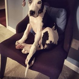Great Dane Puppies from Dynamic Danes