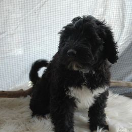 Bunny - Black and white female Portuguese Water Dog puppy in Williamsport, Pennsylvania from Heather's Portuguese Water Dogs
