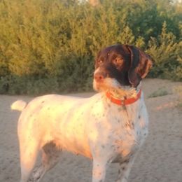 Val - German Wirehaired Pointer