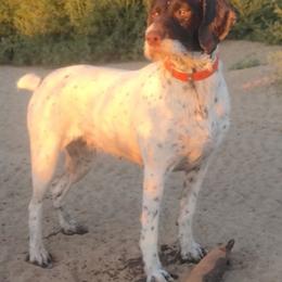 Val - German Wirehaired Pointer