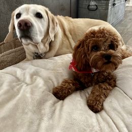 Cavapoo, Cockapoo, and Poodle Puppies from Benji’s Cockapoos
