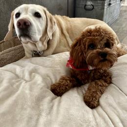 Cavapoo, Cockapoo, and Poodle Puppies from Benji’s Cockapoos