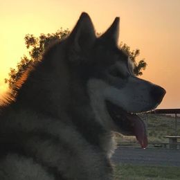Sampson - Alaskan Malamute