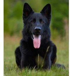 Eternal - German Shepherd